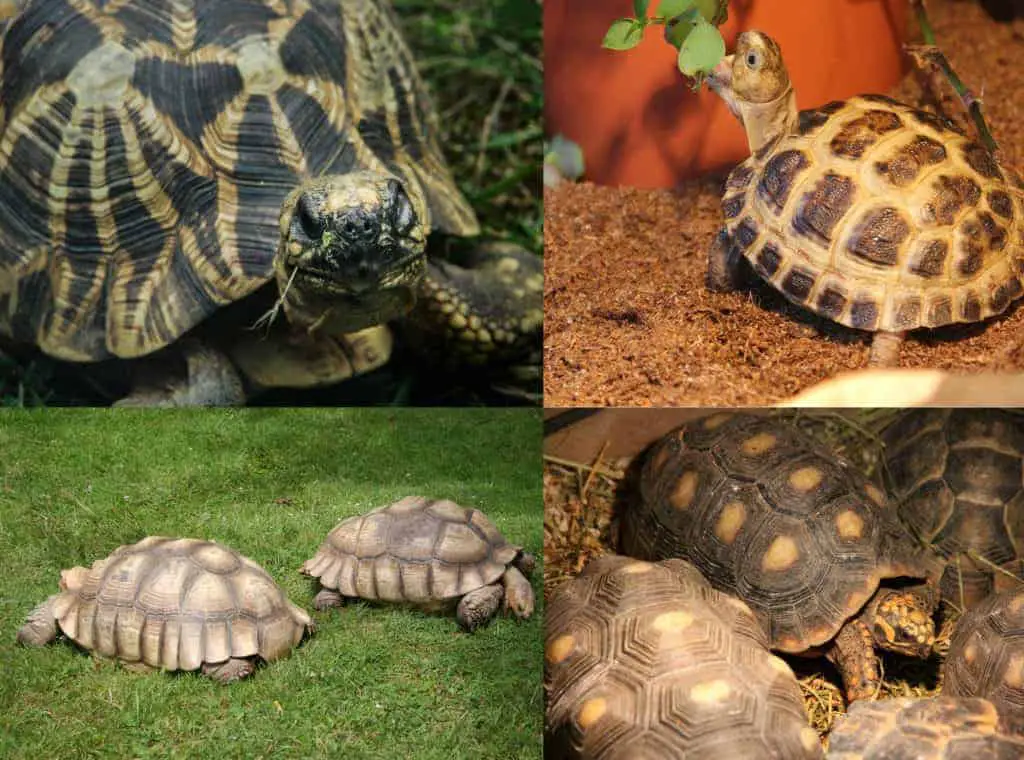 how-to-take-care-of-a-tortoise-at-home-tortoise-expert