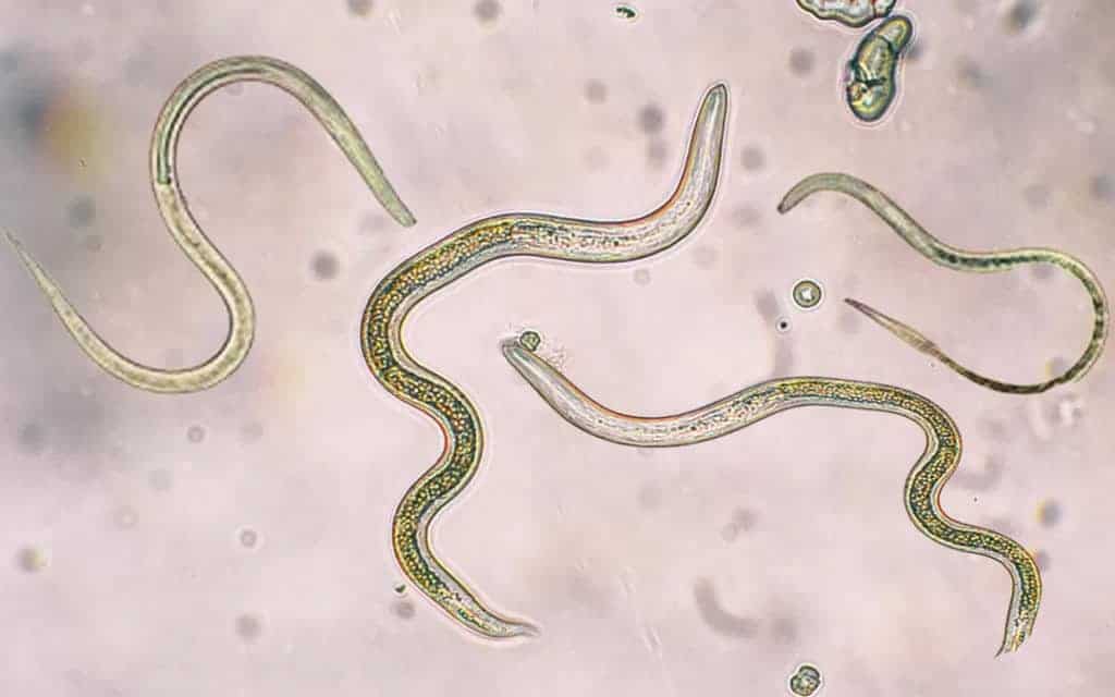 pinworm profilaxis)