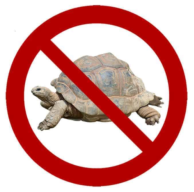 Top 10 Reasons Not To Get A Tortoise Tortoise Expert