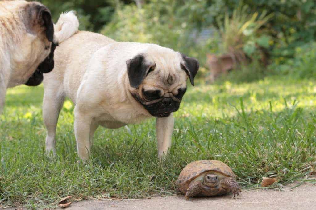 Keeping Tortoises Alongside Other Pets Tortoise Expert