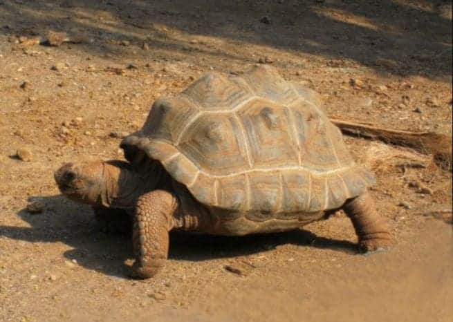 Tortoise Shell Pyramiding Knowing The Signs Tortoise Expert