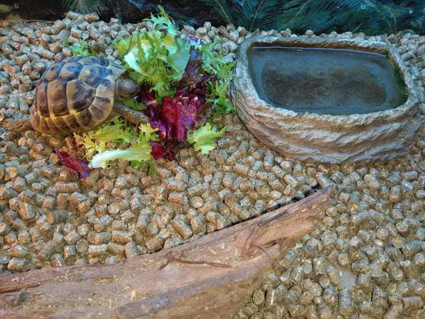 Best bedding for tortoise sale