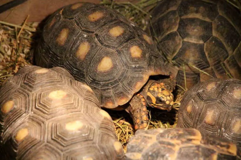 Do Red Foot Tortoises Make Good Pets Tortoise Expert