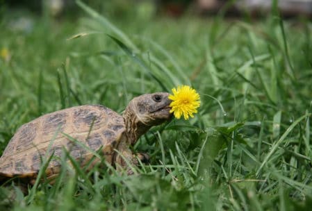 How old does a tortoise have to be to live outside