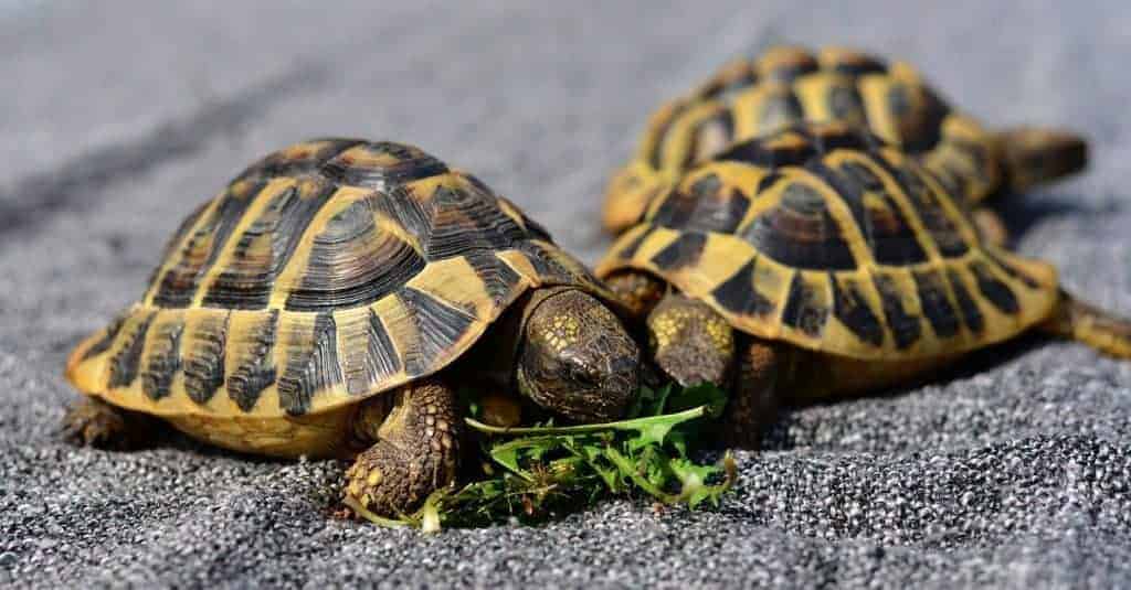 What You Need To Know About Keeping Two Or More Tortoises