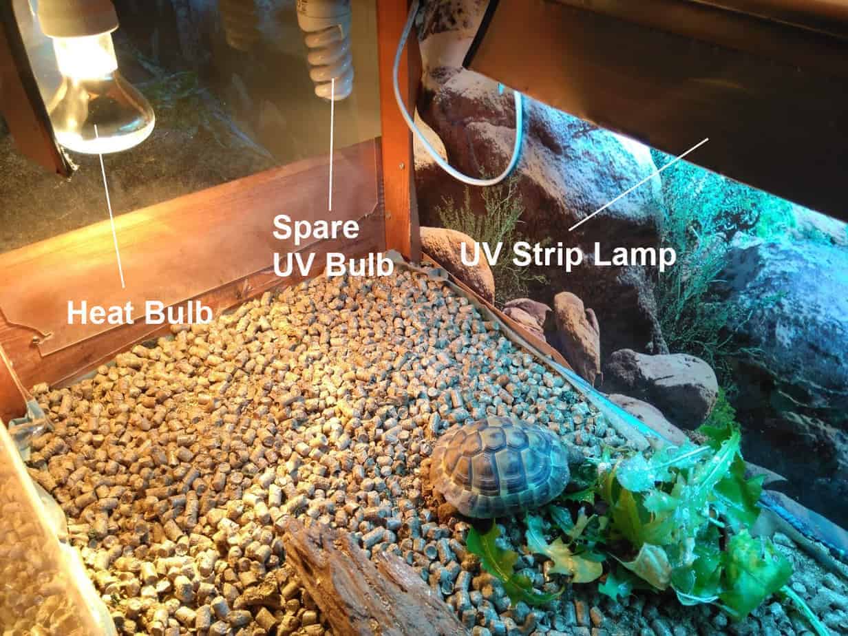uv basking lamp for tortoise