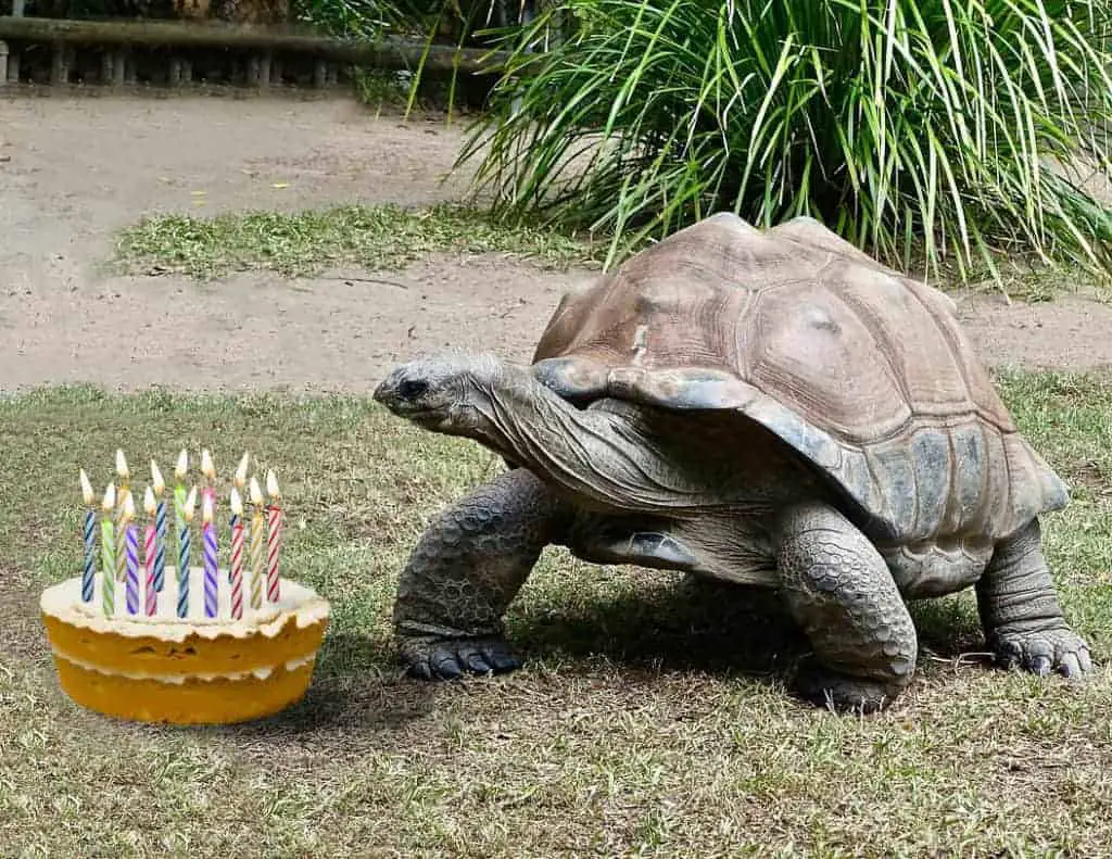 Which Tortoises Have The Longest Lifespan And Which Have The Shortest Tortoise Expert,Puto Flan Recipe