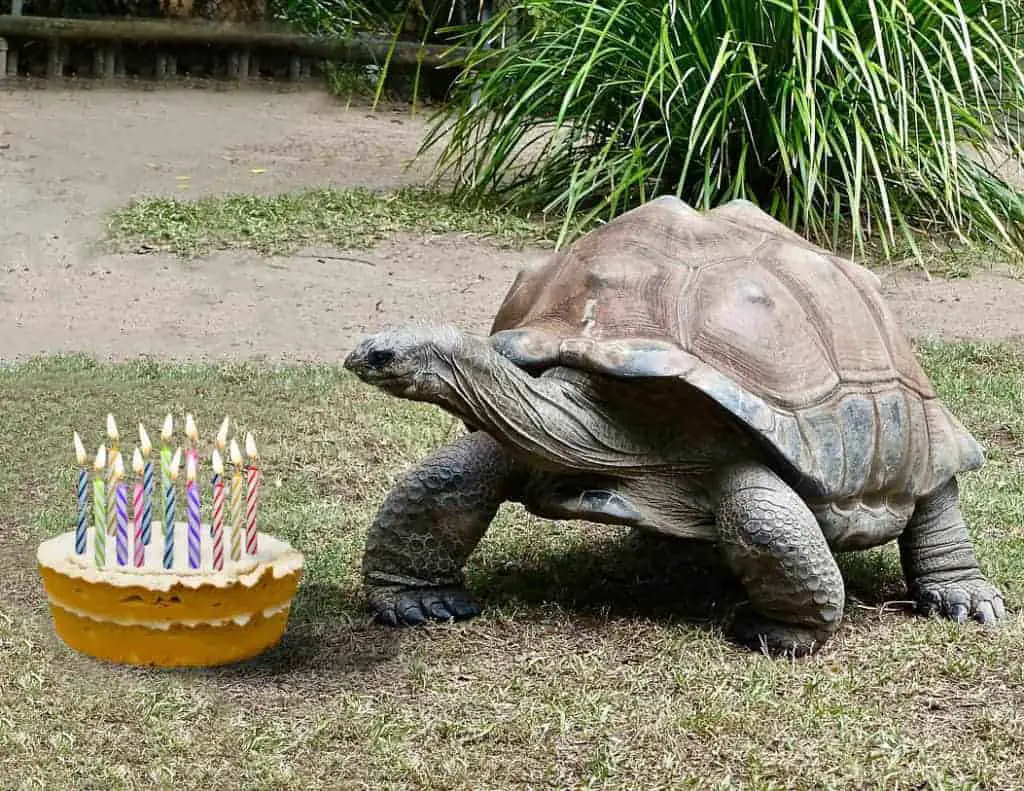 Why tortoise has long life