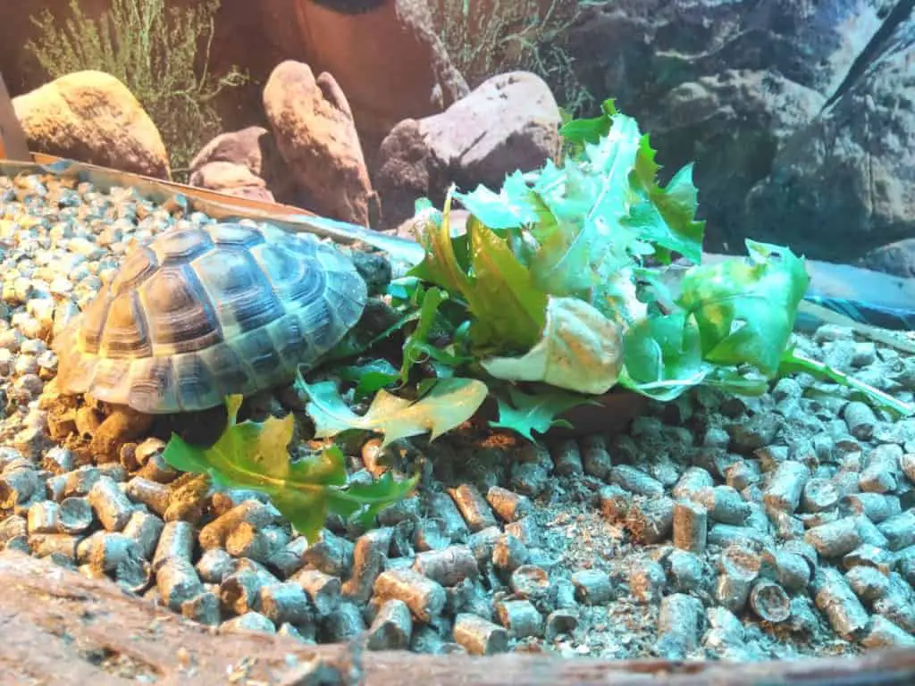 indian star tortoise food