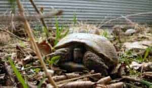 Tortoise Injuries: Prevention, Treatment, & Aftercare - Tortoise Expert