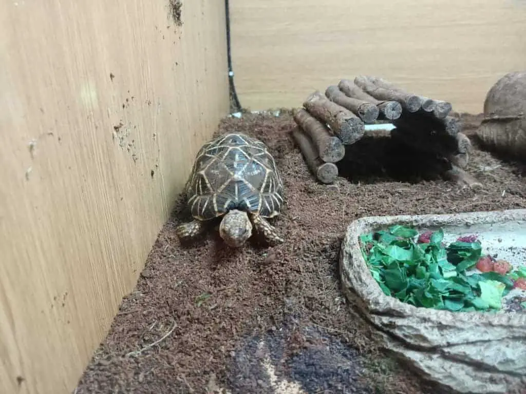 table top tortoise home