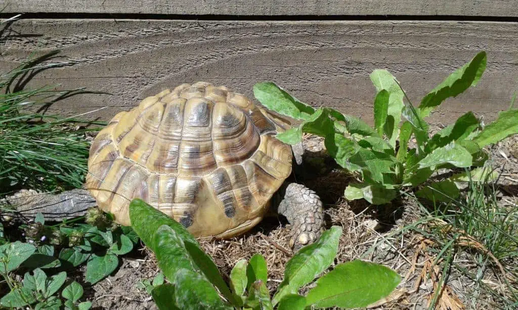 How long can a hermann tortoise go without food