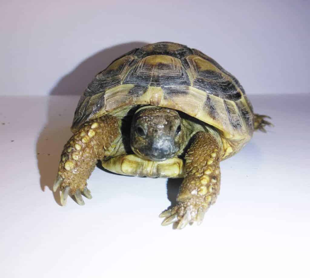 Caring For Your Hermann S Tortoise A Complete Guide Tortoise Expert