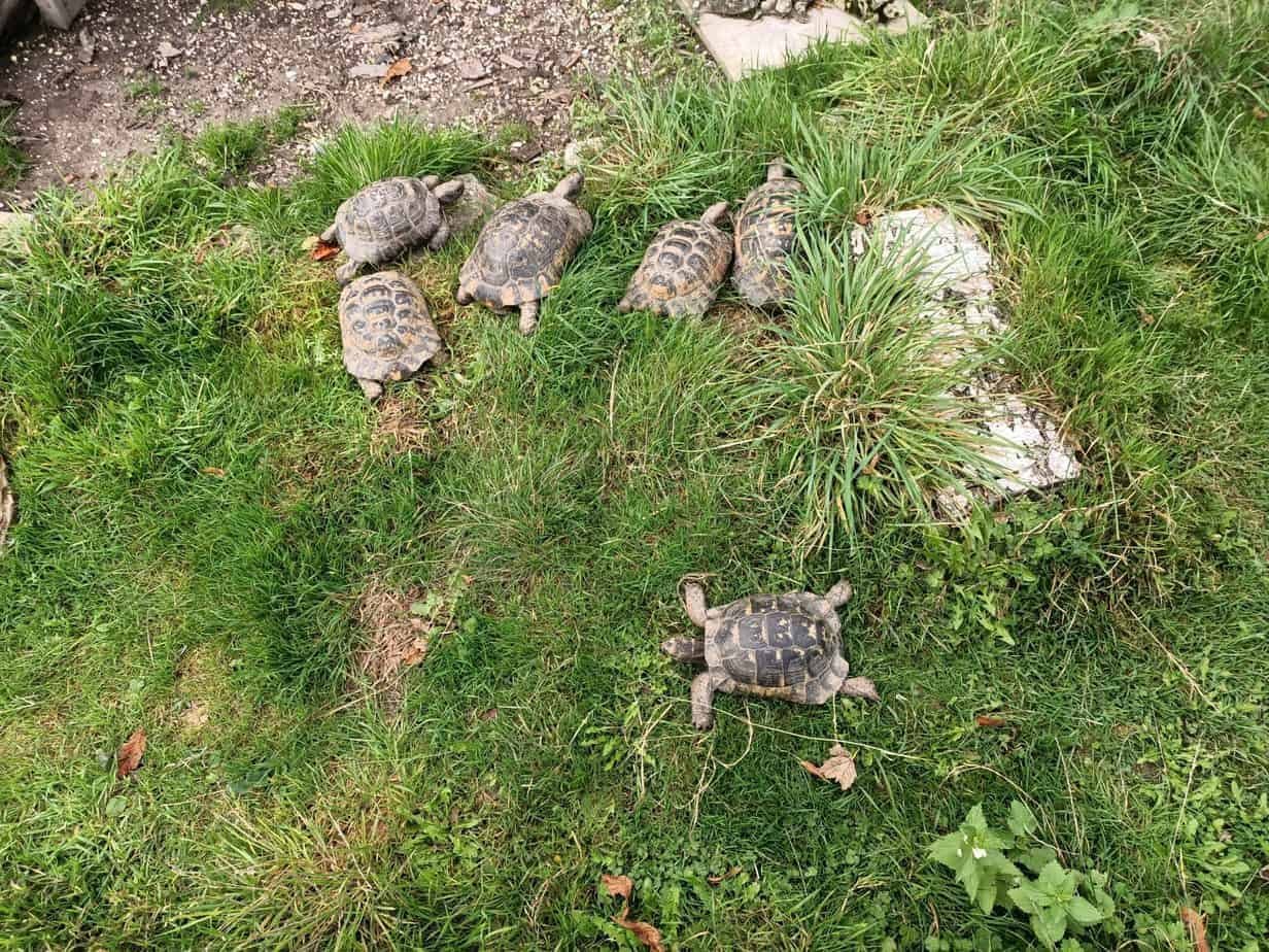 Can Different Species of Tortoise be Kept Together? - Tortoise Expert