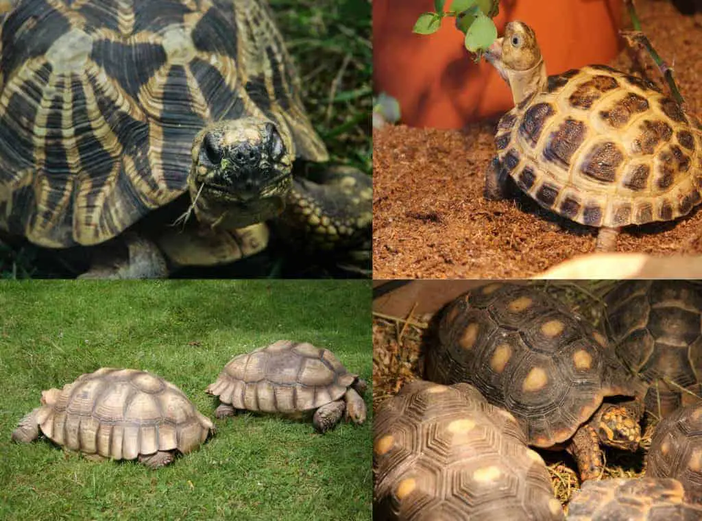 keeping a tortoise