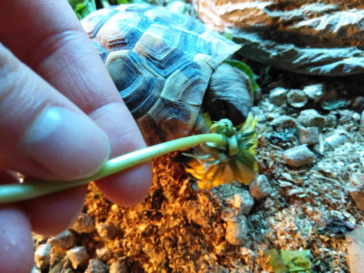 Caring For Your Hermann's Tortoise: A Complete Guide - Tortoise Expert