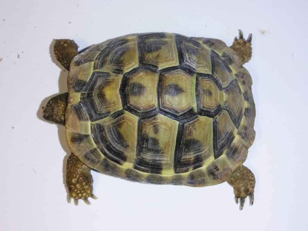 Plan view of a Hermanns tortoise 