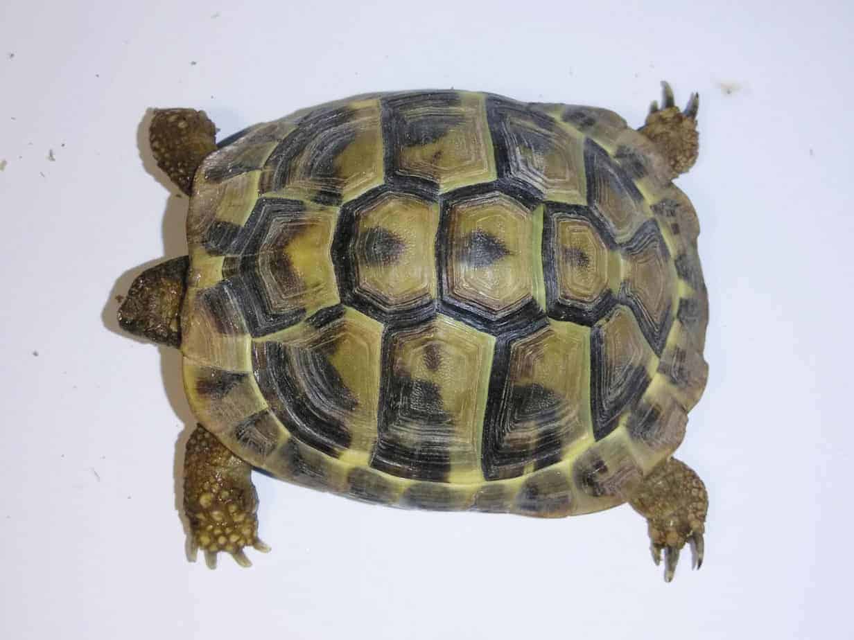 Caring For Your Hermann's Tortoise: A Complete Guide - Tortoise Expert