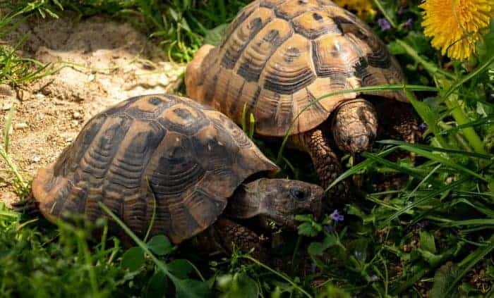 Can/Will Tortoise Siblings Try to Mate? - Tortoise Expert