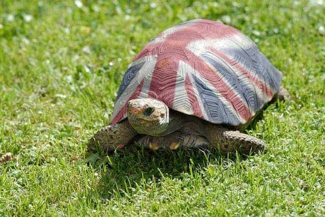 The Best Tortoise Breeds For The Uk Tortoise Expert