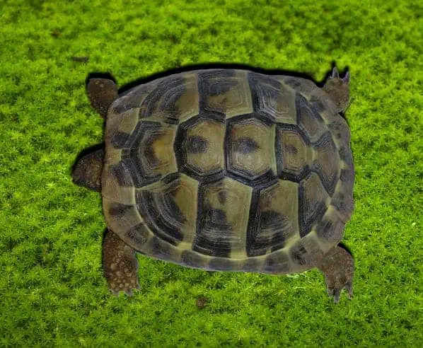 hemp bedding for tortoises