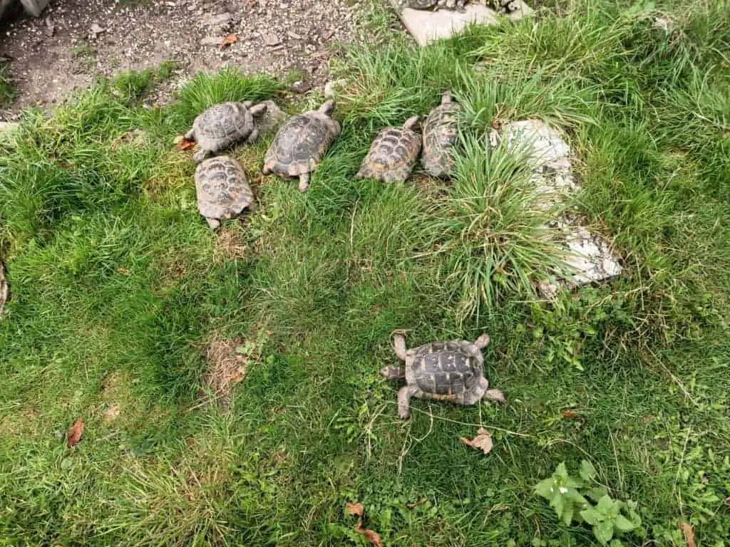 buy tortoise
