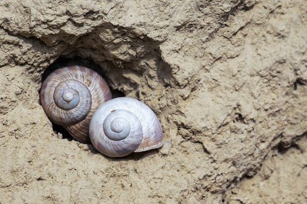 The Best Calcium Sources for Tortoises - Tortoise Expert