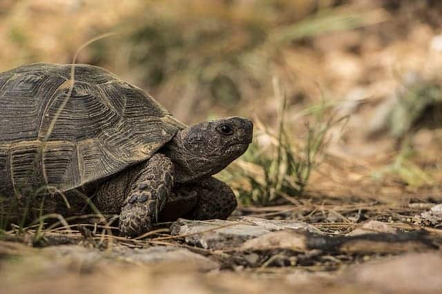 Can Tortoises Get Too Much Uv Light Tortoise Expert