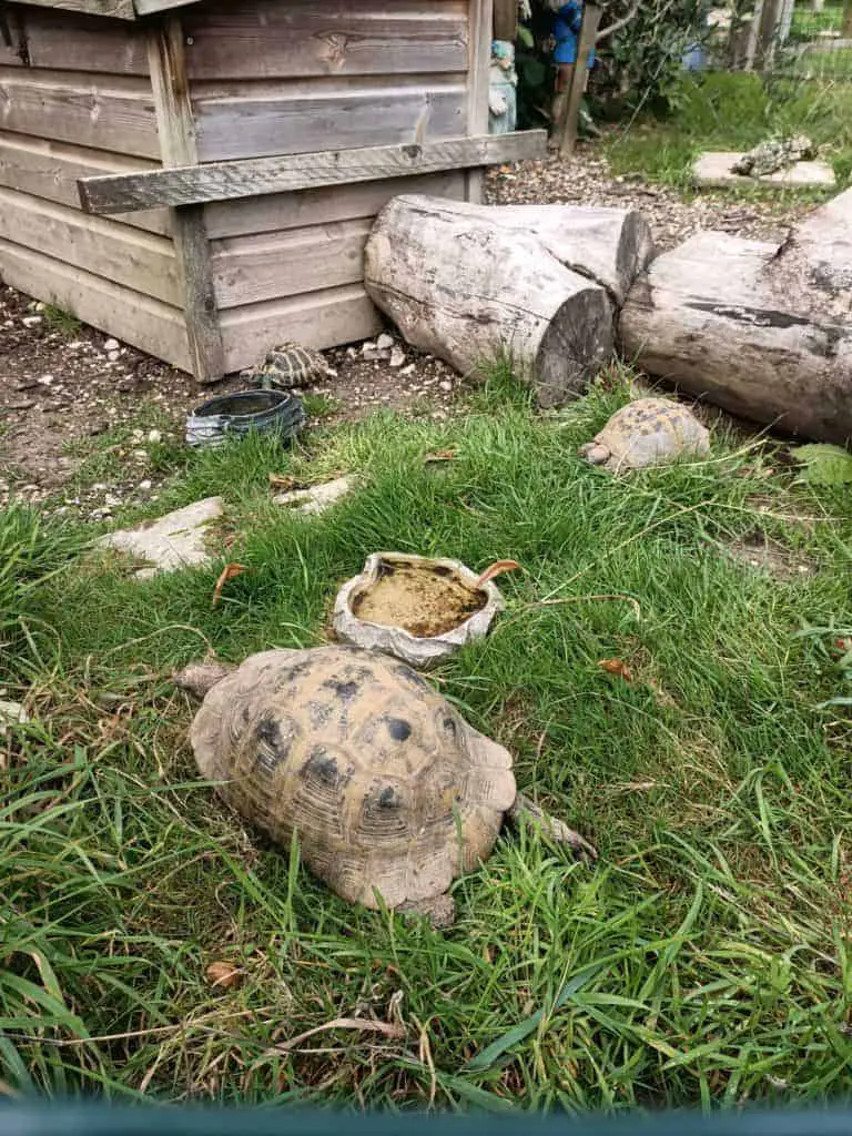 Keeping Tortoises Outdoors In The Uk Tortoise Expert