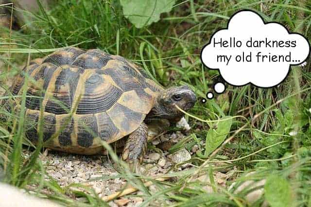 Do Tortoises Get Lonely Tortoise Expert