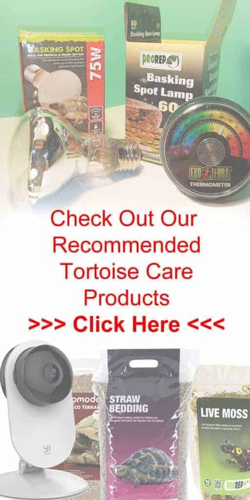 Picture of Do Tortoises Require Ventilation? - Tortoise Expert