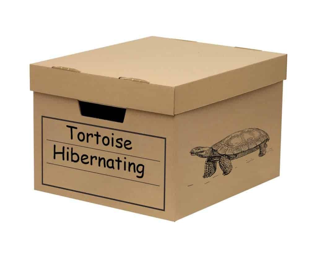 hermann tortoise hibernation age