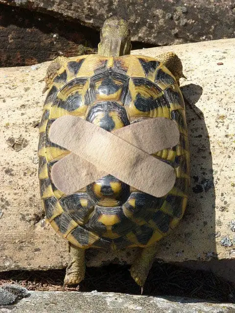 How long can a sulcata tortoise be on its back