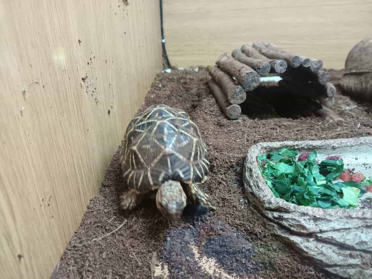 Which Is the Most Low Maintenance Tortoise Breed? - Tortoise Expert