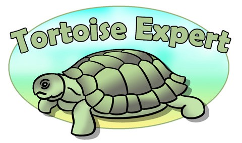 Why Tortoises Get Shell Rot and How to Treat It - Tortoise Expert