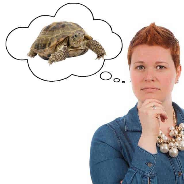 Are Tortoises Easy To Care For Tortoise Expert