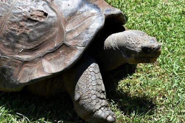 Why Tortoises Get Shell Rot and How to Treat It - Tortoise Expert