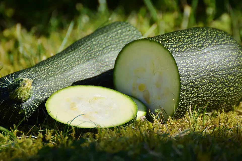 Can Tortoises Eat Courgette/Zucchini? - Tortoise Expert