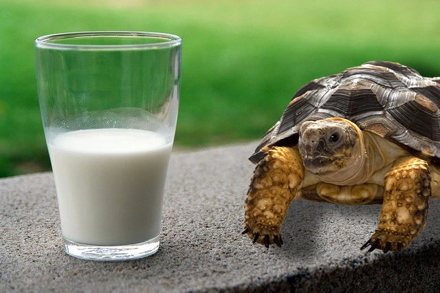 Can turtles drink milk?